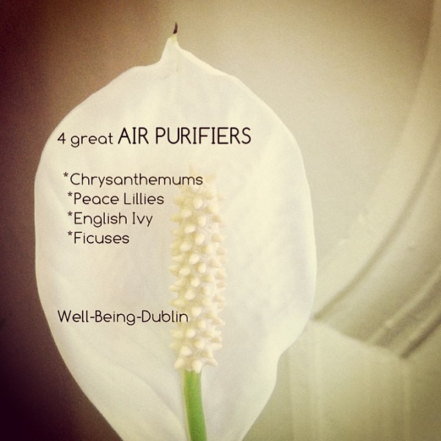 Plants that Purify the Air